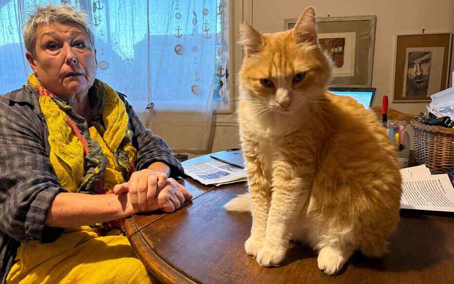 غرامة مئات الدولارات بسبب فضول قطة 1762403639 image