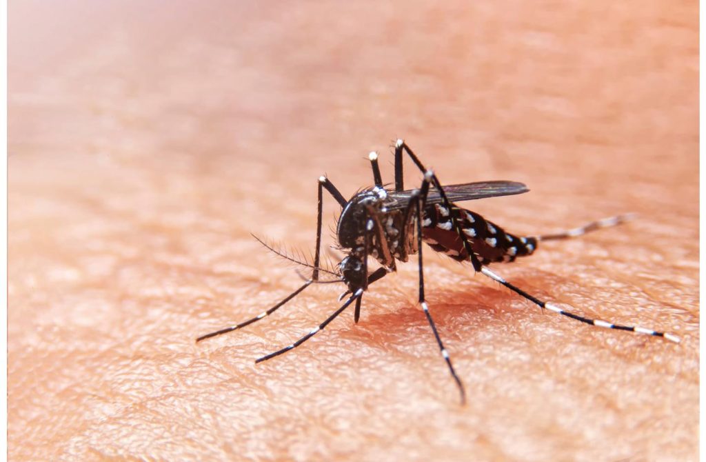 ظهور البعوض لأول مرة في أيسلندا 1763284309 image