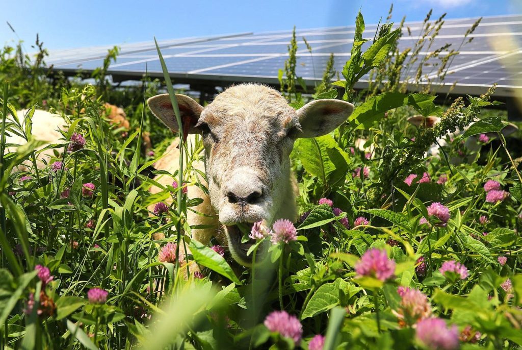 كيف تجني أكثر من 100000 دولار سنويًا كراعٍ 1763817499 0x0