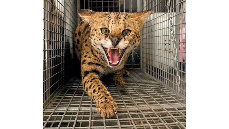 ضمن مبادرة «اليد الأمينة».. شرطة دبي تتسلم «قط السرفال» من أحد الأفراد 1764125668 image