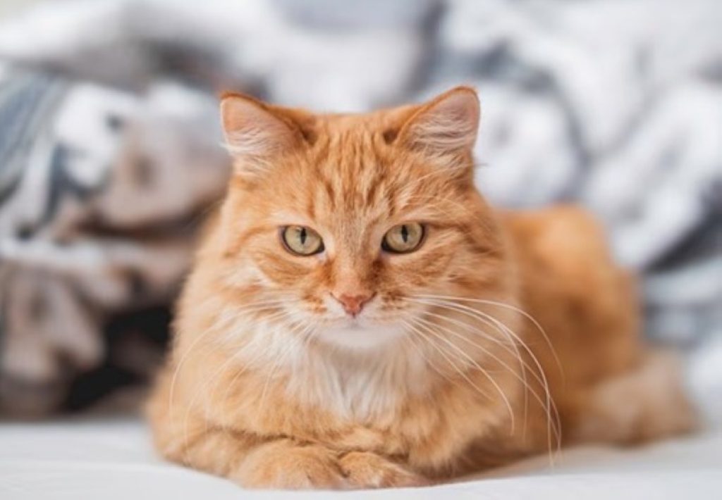 فرنسا: قط «مُجرم» يدفع ثمن تسلله لحديقة الجار! 2608303