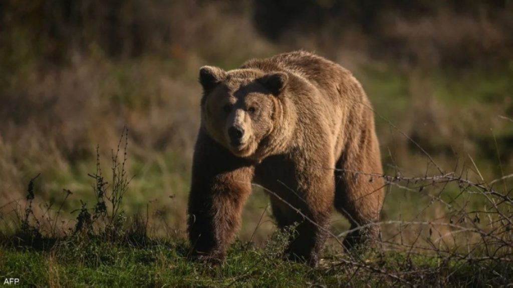 عندما يصبح الدب جاراً.. اليابان تبحث عن سلامٍ برذاذٍ ذكي! 2609542