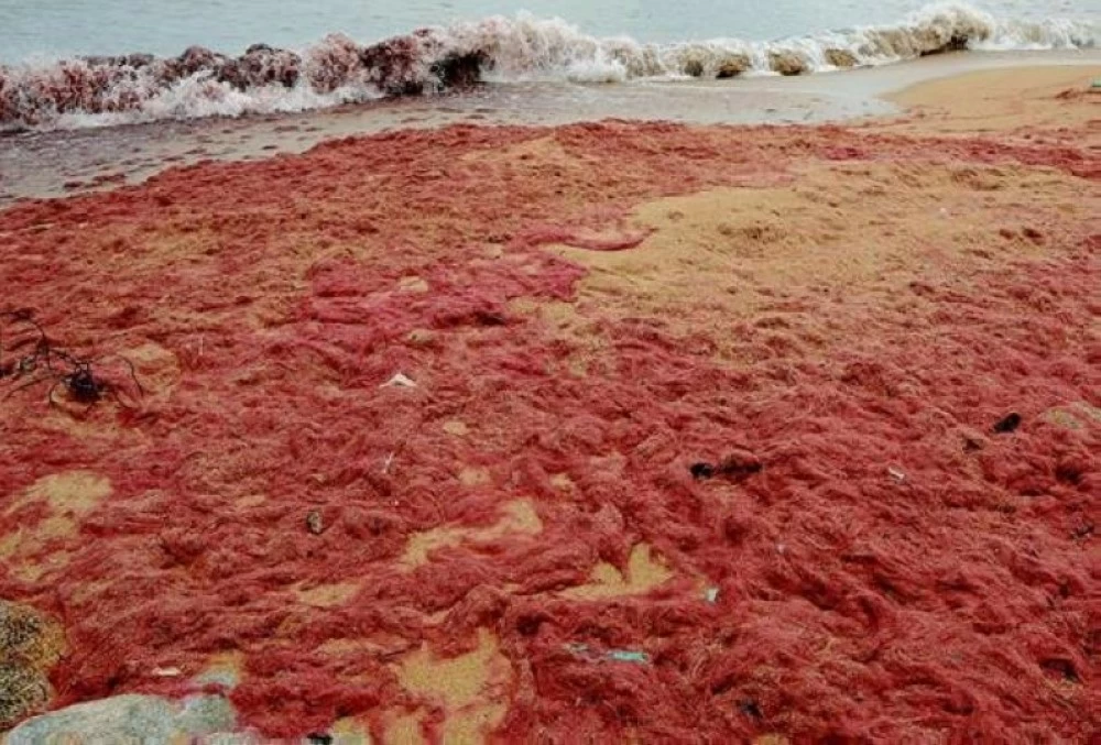 تحذير بيئي يهز ماليزيا.. «الطحالب الحمراء» تحول شواطئ بينانغ إلى منطقة محظورة – أخبار السعودية 2615426.webp