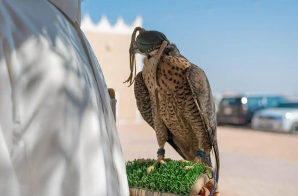 نادي الصقور السعودي يواصل جولته الميدانية لتصحيح أوضاع الصقور وتوثيق ملكياتها ajel2F2025 11 042Fkt9io88e2FCapture