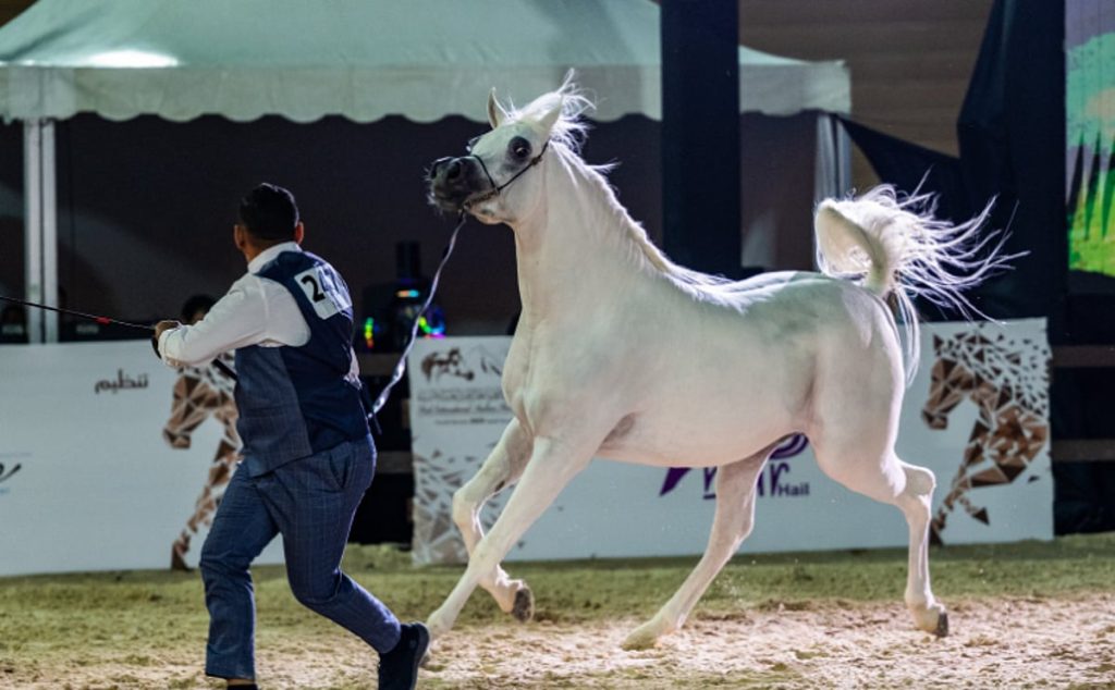 اختتام بطولة حائل الدولية لجمال الخيل العربية الأصيلة في نسختها الرابعة ajel2F2025 11 082Fxmadosdd2FCapture