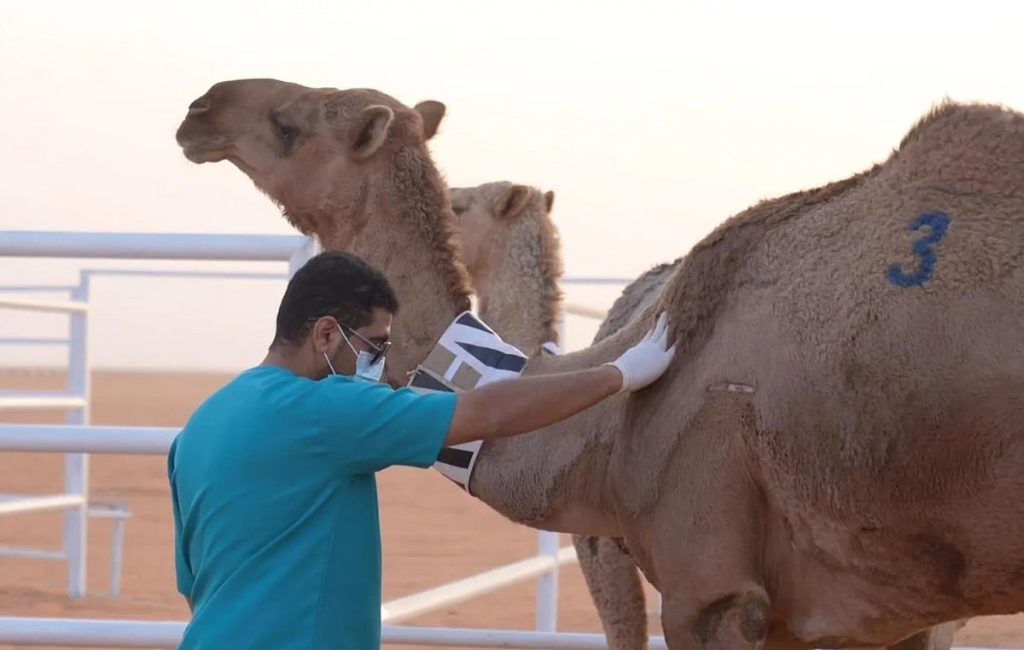 "وقاء" ينفّذ المسح الوبائي النشط للأمراض الحيوانية في المجترّات والإبل والخيل ajel2F2025 11 092Fb0bjuspa2Fe03aa742 4b84 4e9f ade1 c59ca9eac32b