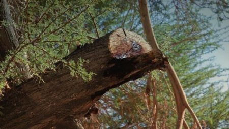 ajel2F2025 11 232Fbu51p5ox2FCapture