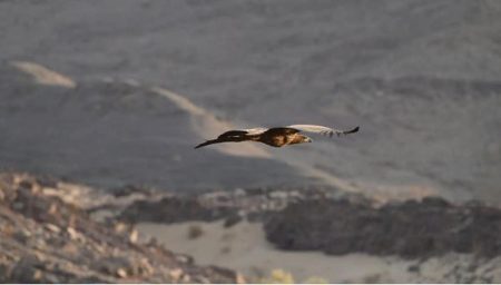 ajel2F2025 11 232Fyf66a1fs2FCapture