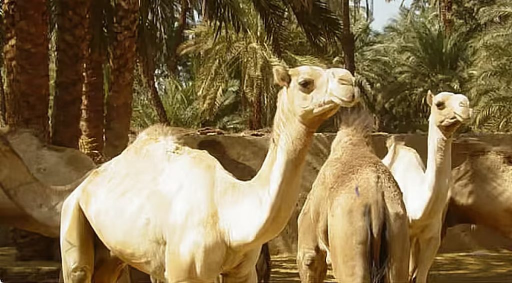 ajel2F2025 11 252Fgey6fpic2FD8A7D8A8D984.avif