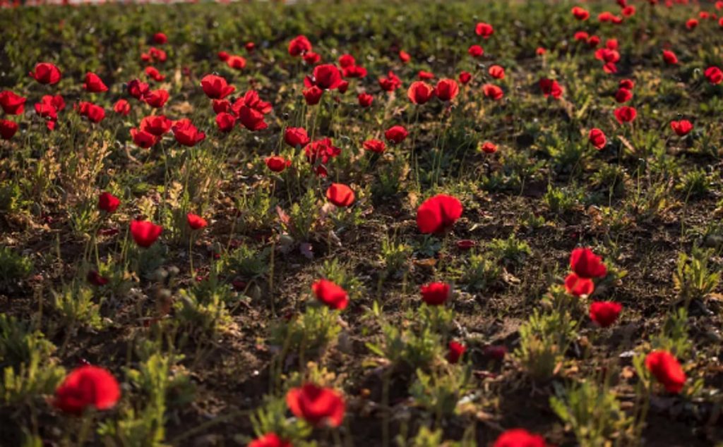 ajel2F2025 11 262Fxgmru9jk2FCapture