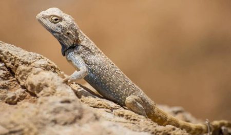 ajel2F2025 11 292Fdlty8n5x2FCapture