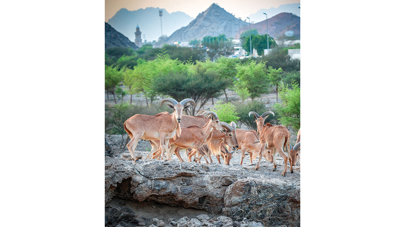 أغنام بربرية على جبال حتّا 1765153855 image