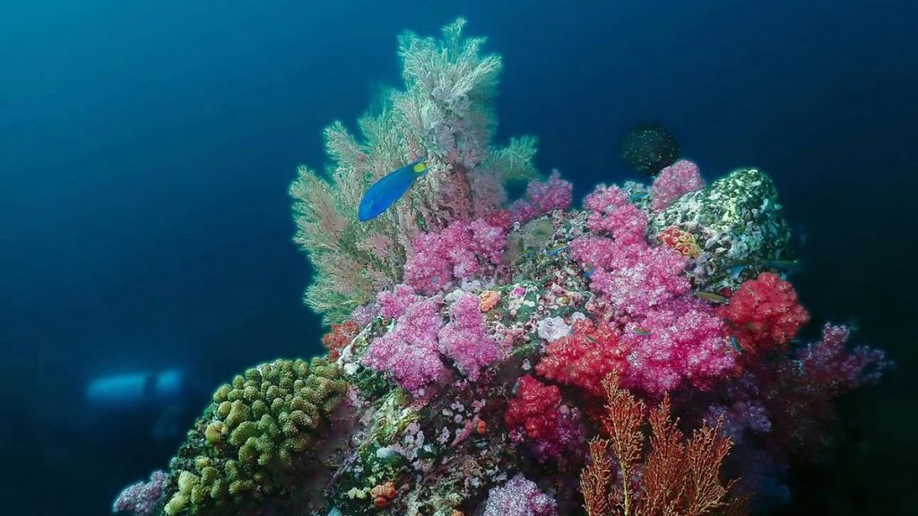 غواص إماراتي يوجّه رسالة بيئية من تحت الماء 1765746773 image