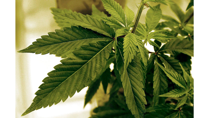 للمرة الأولى.. السماح باستخدام «القنّب الصناعي» في المنتجات الطبية بالدولة 1766103705 image