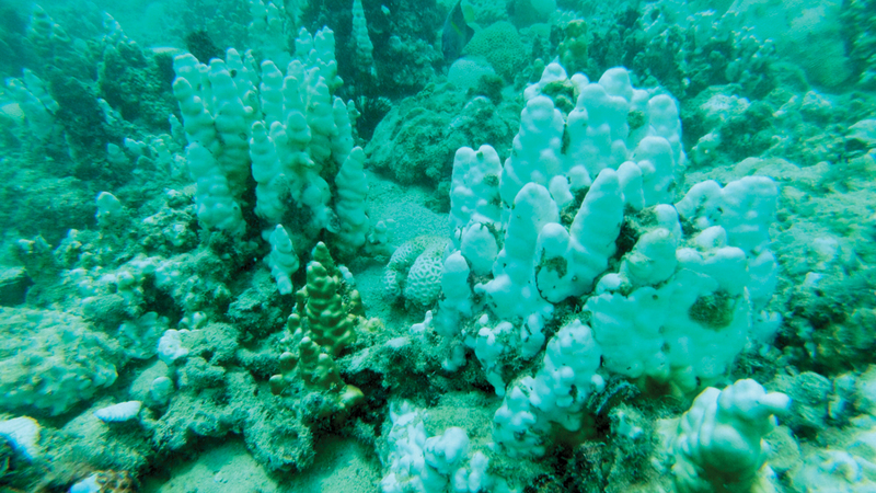 دراسة تُحدّد أسباب درجات الحرارة المرتفعة في الخليج العربي 1767061256 image