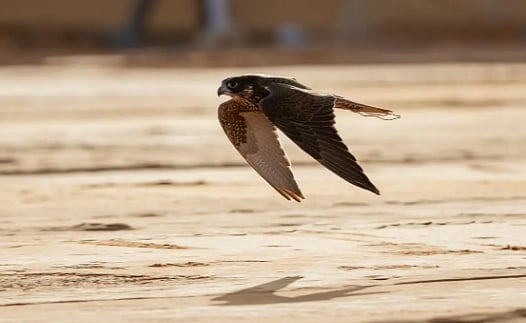 1767156704 661 Capture