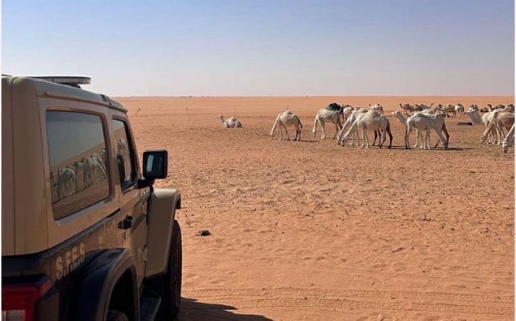 ضبط مواطن لارتكابه مخالفة رعي في مواقع محظورة بمحمية الإمام عبدالعزيز بن محمد الملكية ajel2F2025 10 162Ffpwhtc5k2FScreenshot 2025 10 16 185821