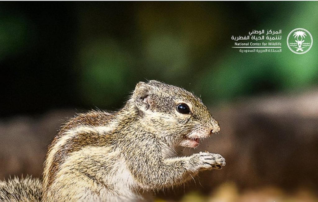 المركز الوطني للحياة الفطرية يسيطر على انتشار سنجاب النخيل الشمالي الغازي في جدة ajel2F2025 12 072Fj15d6kff2FScreenshot 2025 12 07 161232