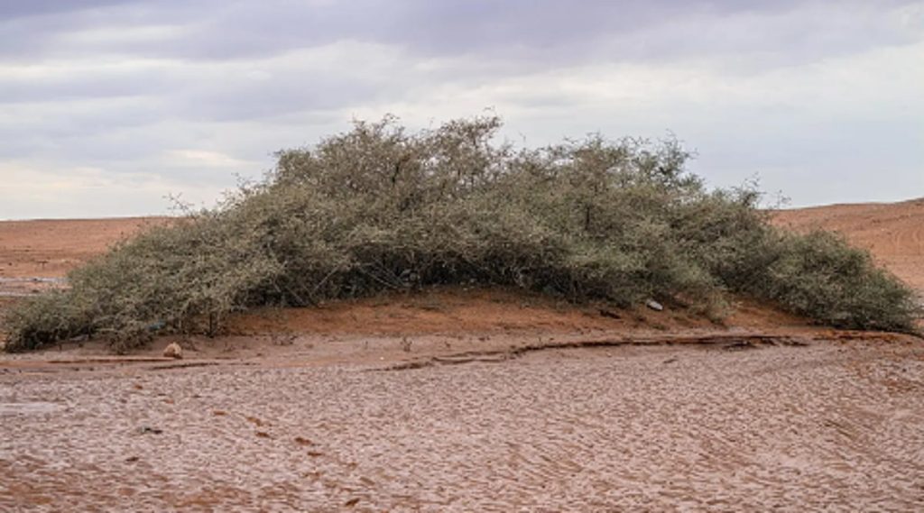 أشجار السدر المعمّرة في وادي الهلالي.. إرث طبيعي نادر شرق عرعر ajel2F2025 12 132Fske2v3sj2FCapture