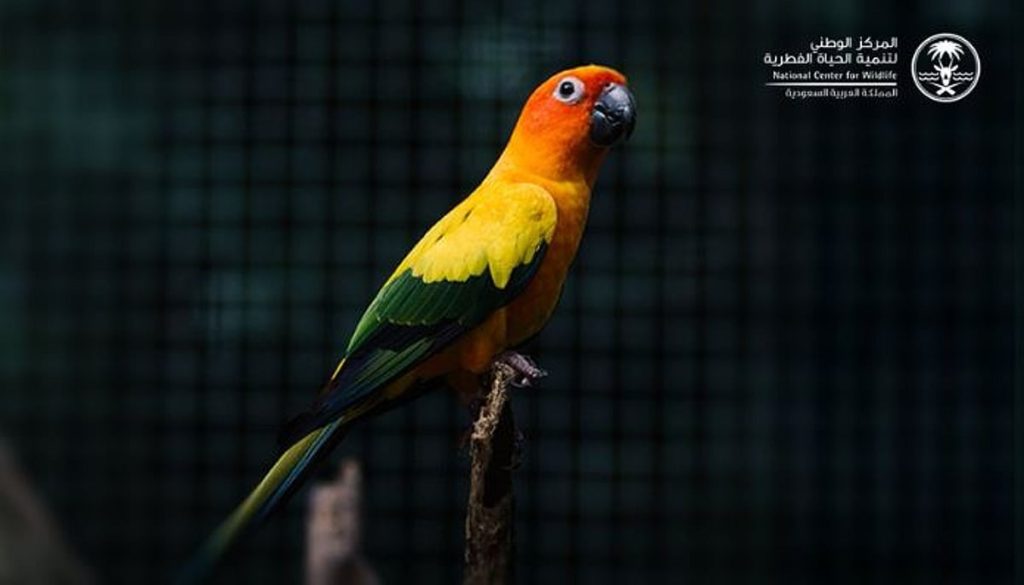 إطلاق المرحلة الثانية من مبادرة تصحيح أوضاع الكائنات الفطرية لتوثيق ملكيتها وتنظيم اقتنائها ajel2F2025 12 142Fgua9sx6q2FCapture