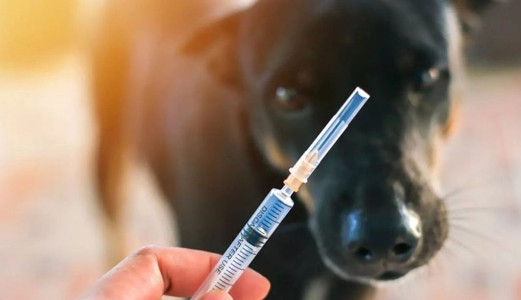 توضيح من الصحة بشأن عدد الجرعات التطعيمية لداء الكلب ajel2F2025 12 152Fs7n5okd52FD8A7D984D8ACD8B1D8B9D8A7D8AA D8A7D984D8AAD8B7D