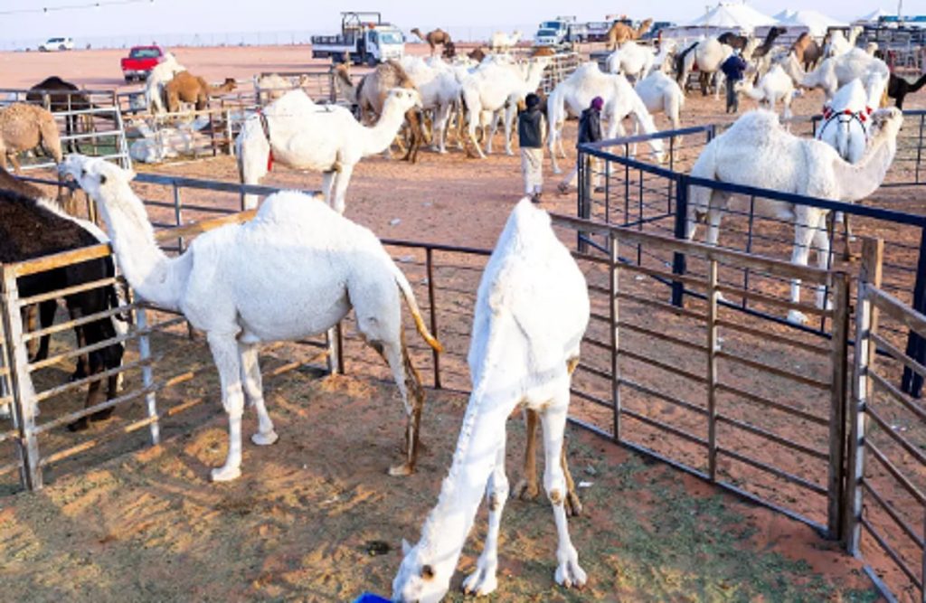 ajel2F2025 12 162Fov79qyoj2FCapture