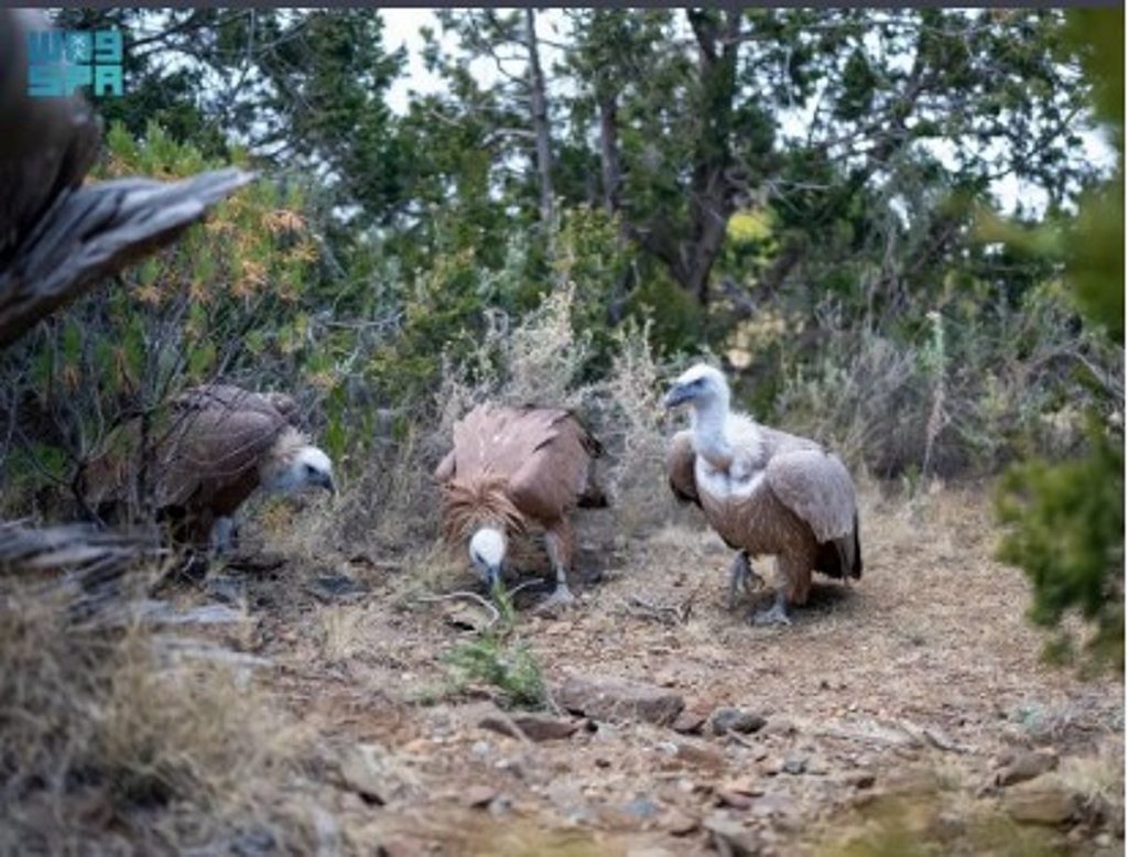 ajel2F2025 12 172Fc6vjjk042FD8A7D984D8B7D98AD988D8B1 D8A7D984D8ACD8A7D8B1D