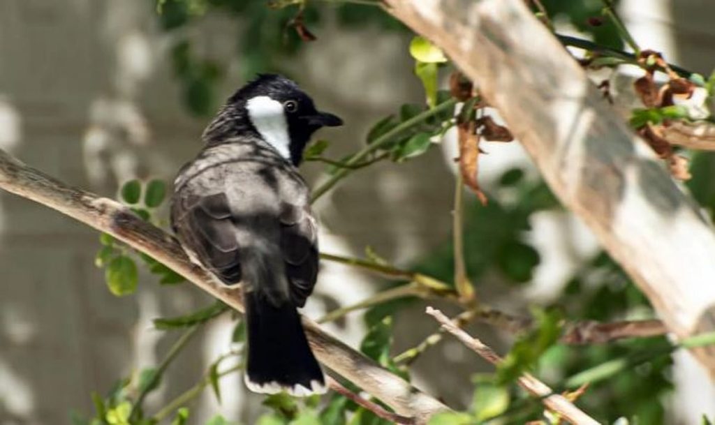 البلبل أبيض الخدّ.. نغمة الطبيعة المقيمة في سماء الحدود الشمالية ajel2F2025 12 202Fe6zx2ya52FCapture