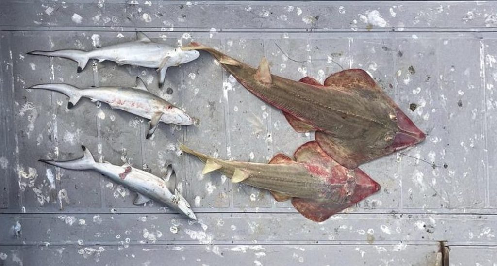 ajel2F2025 12 212F49fhh23u2FCapture