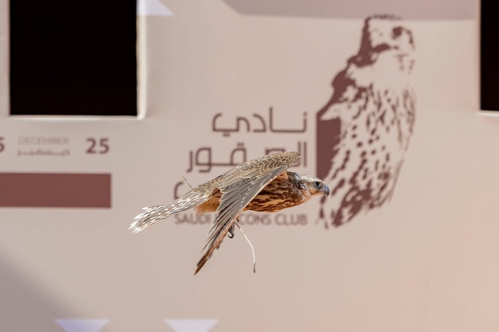 315 صقرًا للمُلاك المحليين تتنافس بمهرجان الملك عبدالعزيز للصقور 2025 في يومه الثالث ajel2F2025 12 272Fc781d3w62FIMG7499