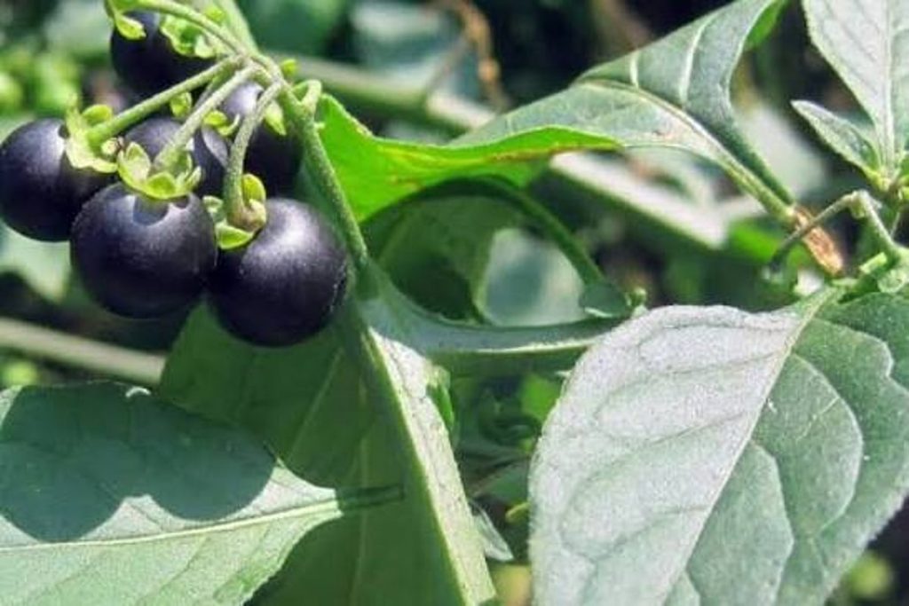 ajel2F2025 12 282F39mcujip2Fimages