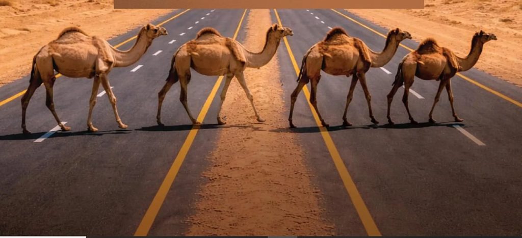 «هيئة الطرق» توصي مُلَّاك الإبل بتنسيق عبور الطرق غير المسيجة عبر مركز الاتصال 938 ajel2F2025 12 312F2wm5mlrd2FScreenshot 2025 12 31 154259