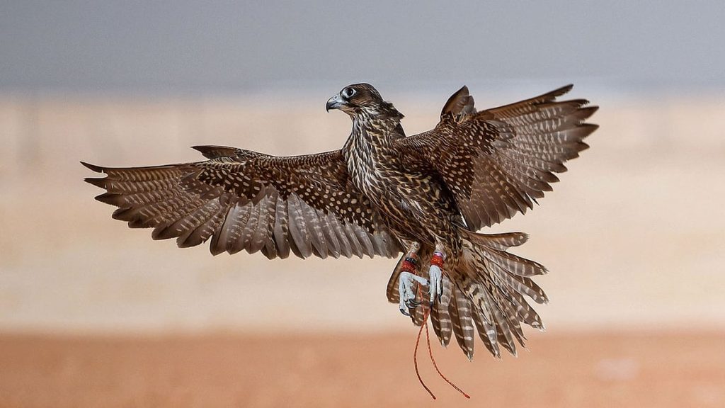 ajel2Fimport2F61d49490dd345f138940cb572F61d494e56cdae