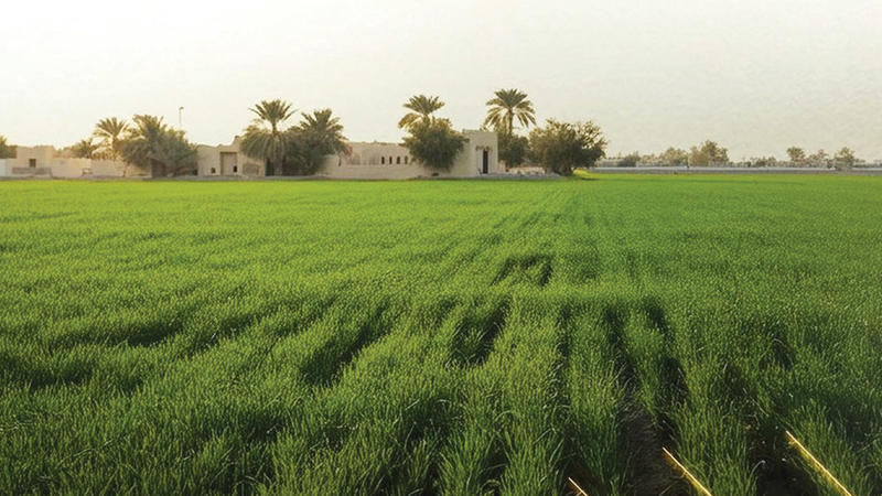 «تبادل العِزَب» لحاملي عقود الإيجار مرة واحدة فقط في أبوظبي 1767749243 image