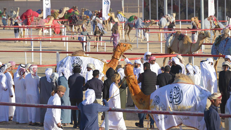مسابقات مهرجان الظفرة تعزز مكانة التراث الإماراتي 1767844395 image