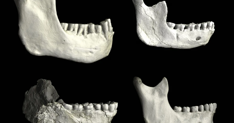 العثور على عظام وأسنان بشرية في المغرب عمرها 770 ألف سنة 1767863963 image