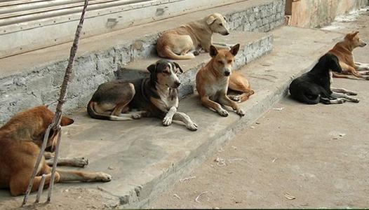 12 مليون كلب ضال يؤرقون المصريين.. والحكومة تتدخل لإنهاء “الكابوس” 1768040257 image
