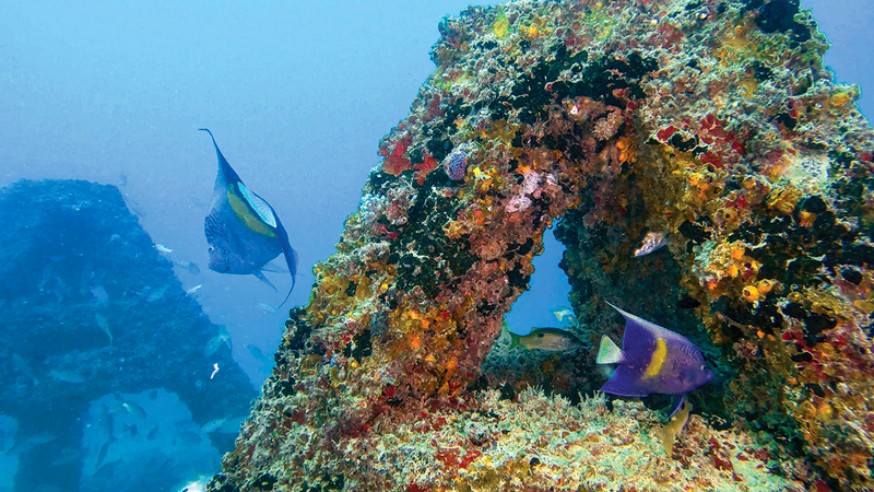 «مشد دبي» يُنجز تثبيت 10000 وحدة شعاب بحرية في مياه دبي خلال عامين 1769466304 image