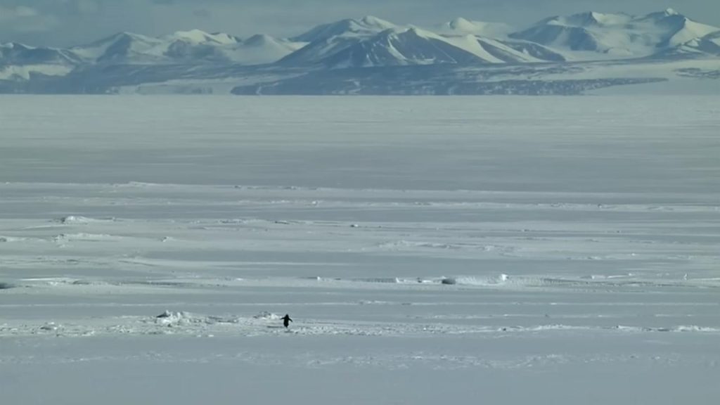 شرح ميمي “البطريق العدمي” على TikTok 1769474796 0x0