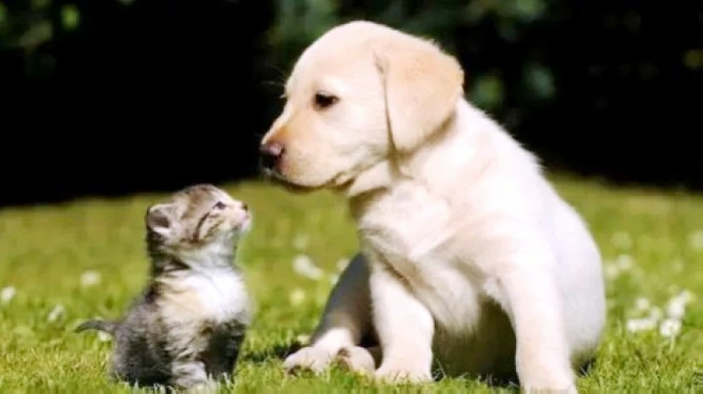 موت الحيوان الأليف يسبب صدمة نفسية – أخبار السعودية 2654562.webp