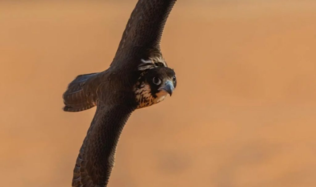 ajel2F2026 01 042F1dyy4ll52FCapture