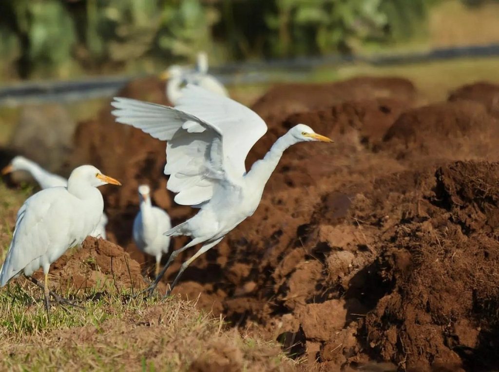 مزارع نجران تستقبل طائر “بلشون الماشية” ضمن مسار رحلته الشتوية ajel2F2026 01 062F9x96re242Fac73a013 9343 4d4b baee 272110a556a1