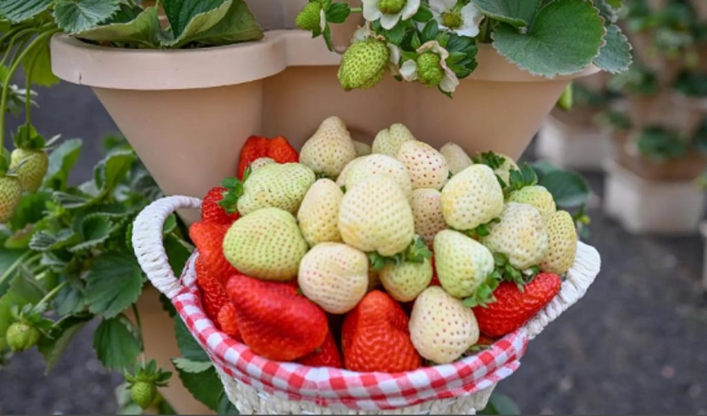 ajel2F2026 01 122Fqs8g2snf2FCapture