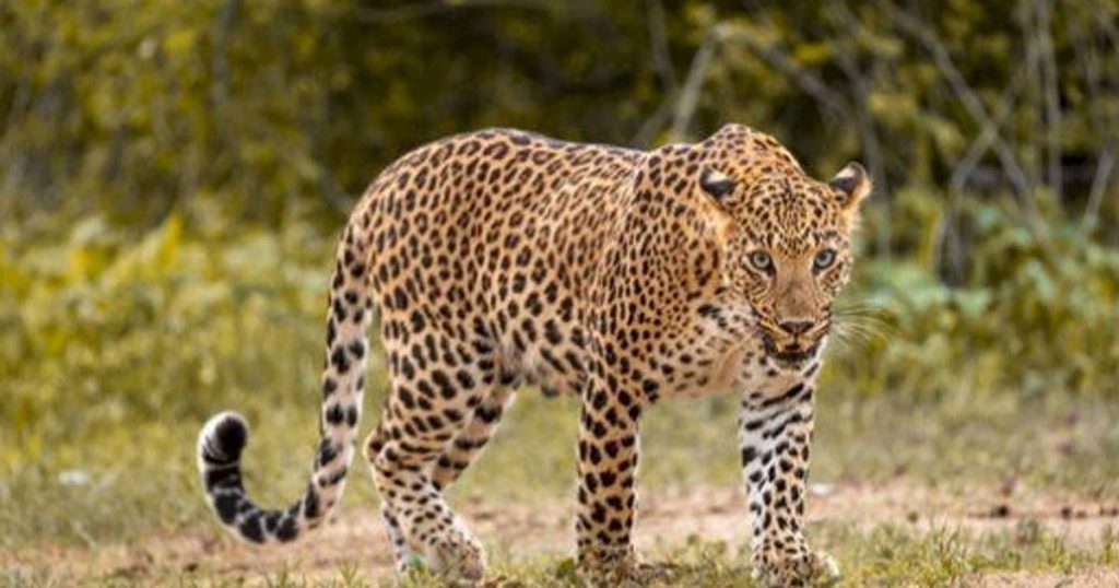 ajel2F2022 022Fc4025156 ac34 4180 877f 5024822468592F1