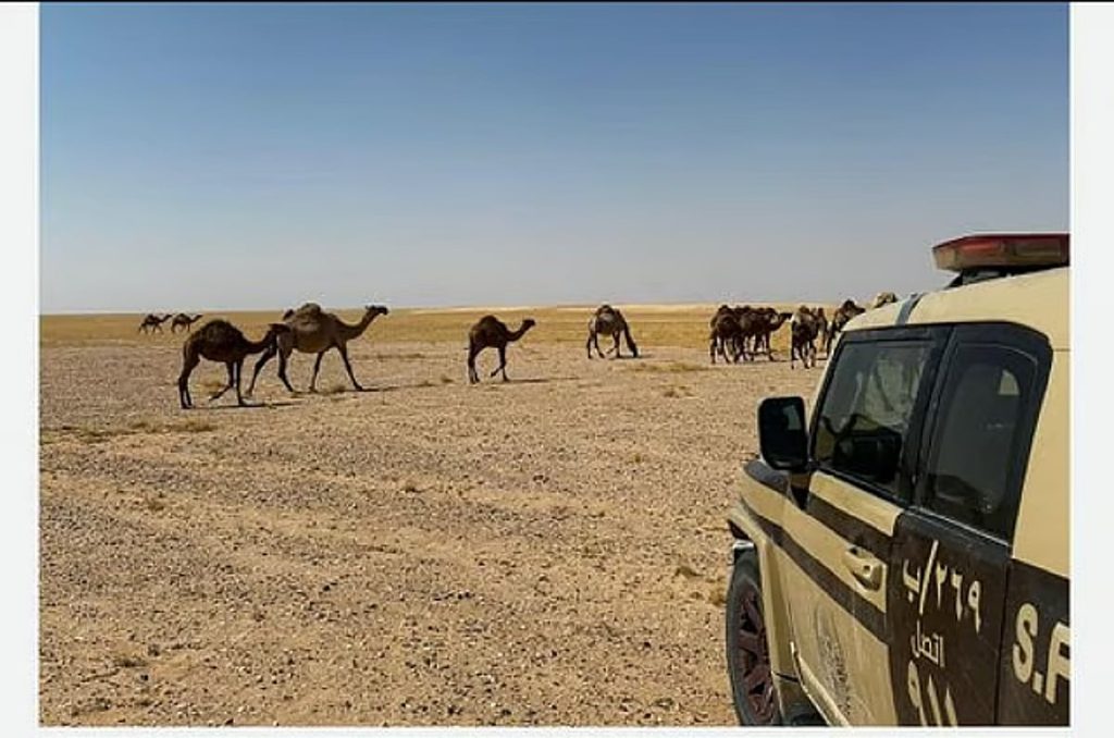 ajel2F2025 06 262F4lswscyj2FD985D8AED8A7D984D981D8A9 D8B1D8B9D98A D981D98A