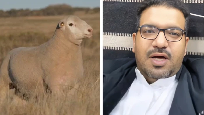 بالفيديو.. مختص يكشف قرب استيراد أغنام الدروبر بكميات كبيرة إلى المملكة ويستعرض أبرز مميزاتها 20260112204340.webp